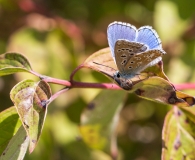vlinder in de tuin