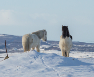 IJsland paardjes