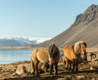 IJsland paardjes
