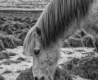 IJsland paard