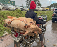 transport of live pigs