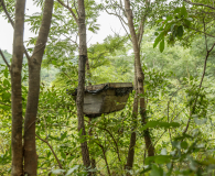 Beehive in the woods