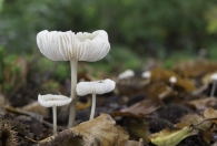 Paddenstoel groepje