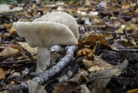 de sporen verdiend