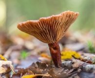 laat de sporen vallen