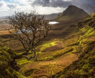The tree at the Quiraing