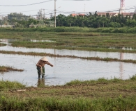 fising in the rise field